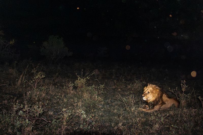 Löwe in der Nacht 